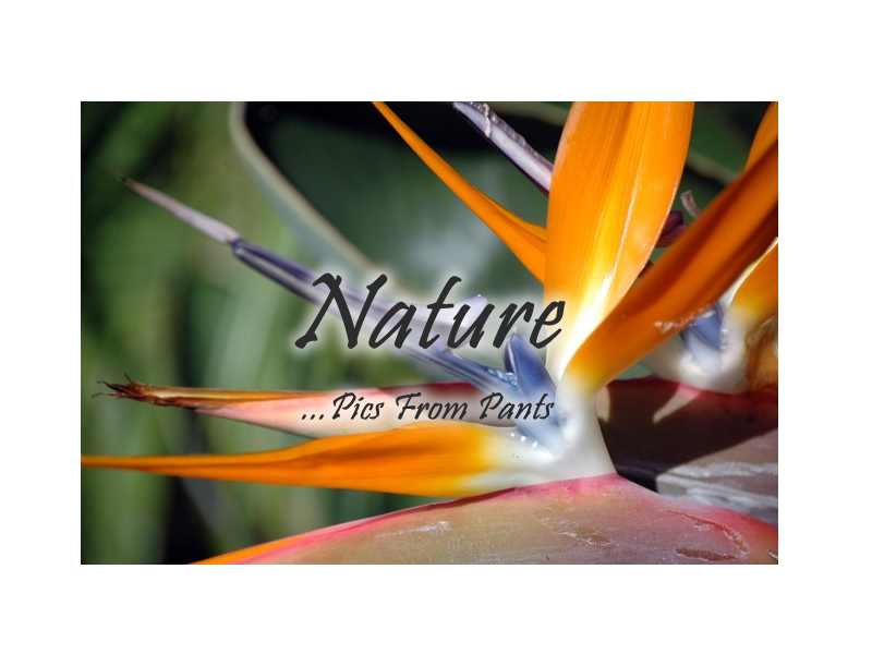 Enter Nature Gallery