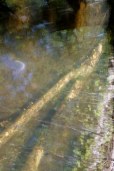 water logged